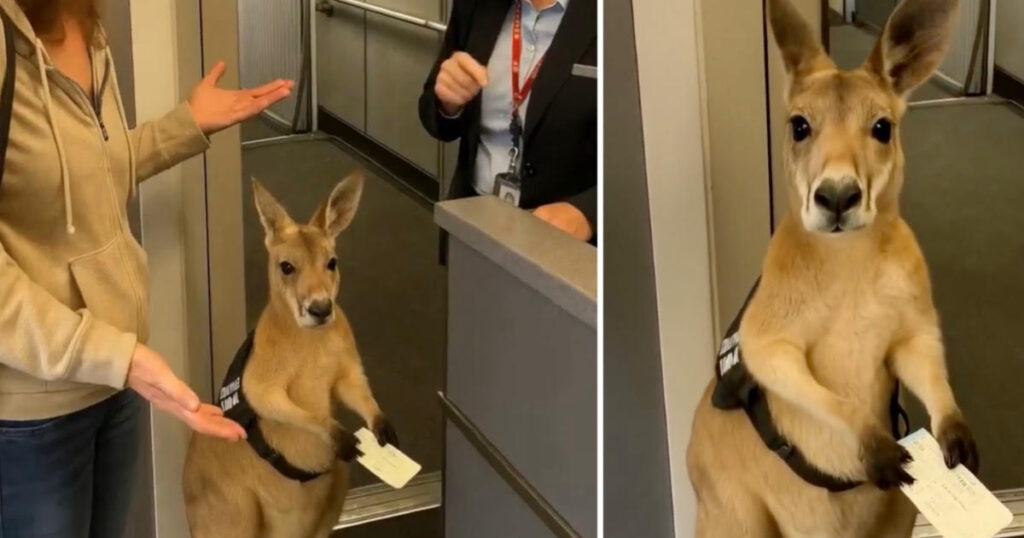 kangaroo airport video