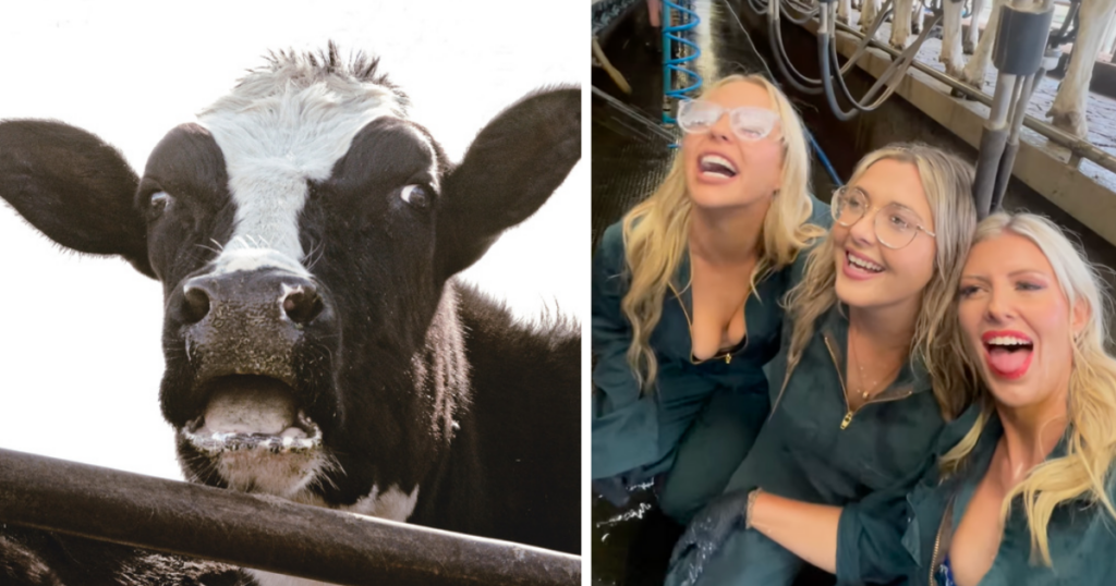 Cow OnlyFans