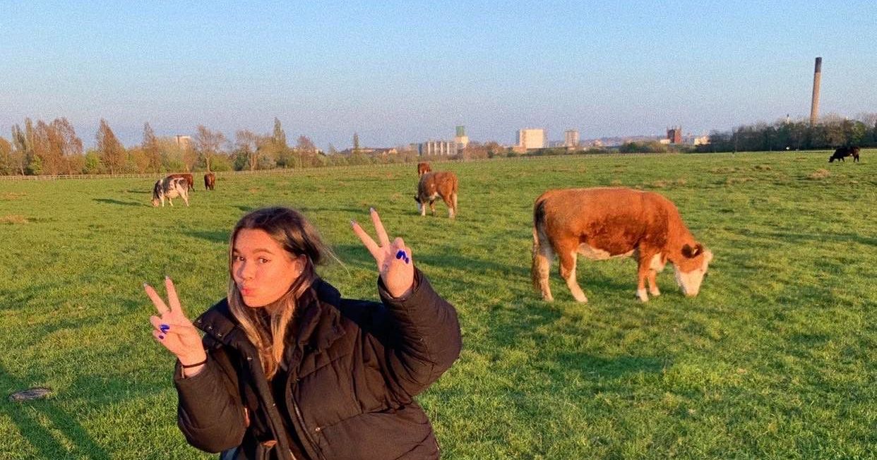 a newcastle student and some cows