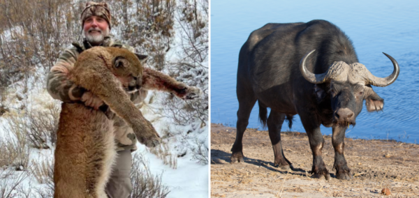 Cape buffalo