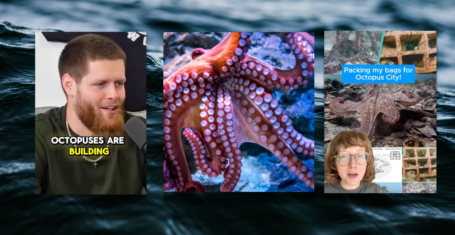 Octopuses