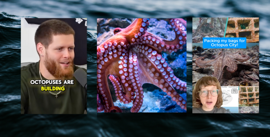 Octopuses