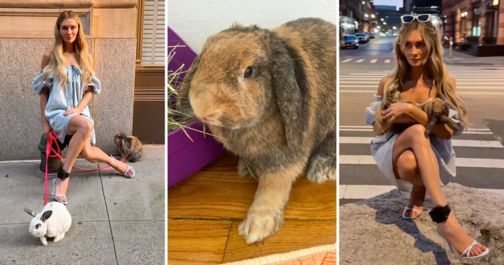 anna delvey and the rabbits