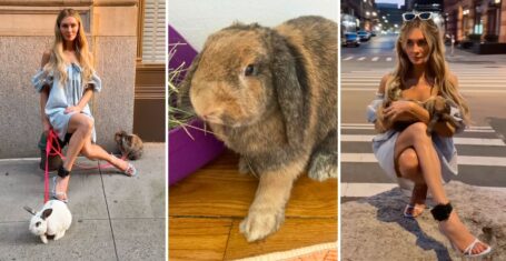 anna delvey and the rabbits