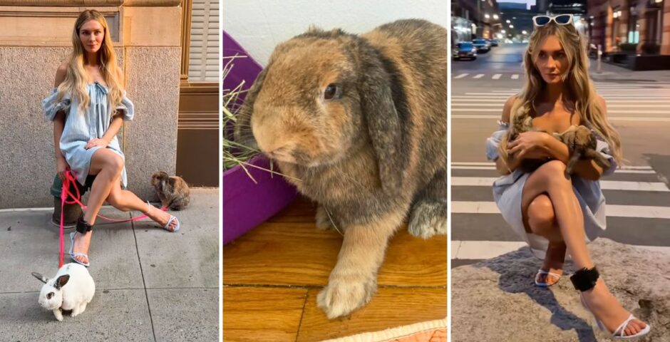 anna delvey and the rabbits