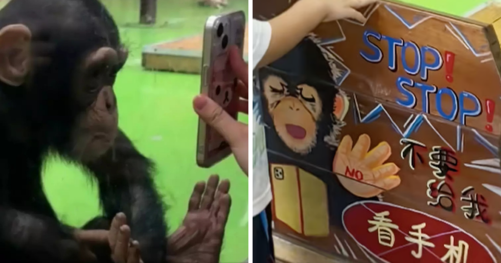 Zoo banned video viral chimpanzee