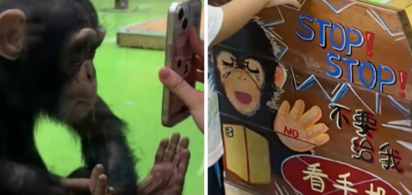 Zoo banned video viral chimpanzee