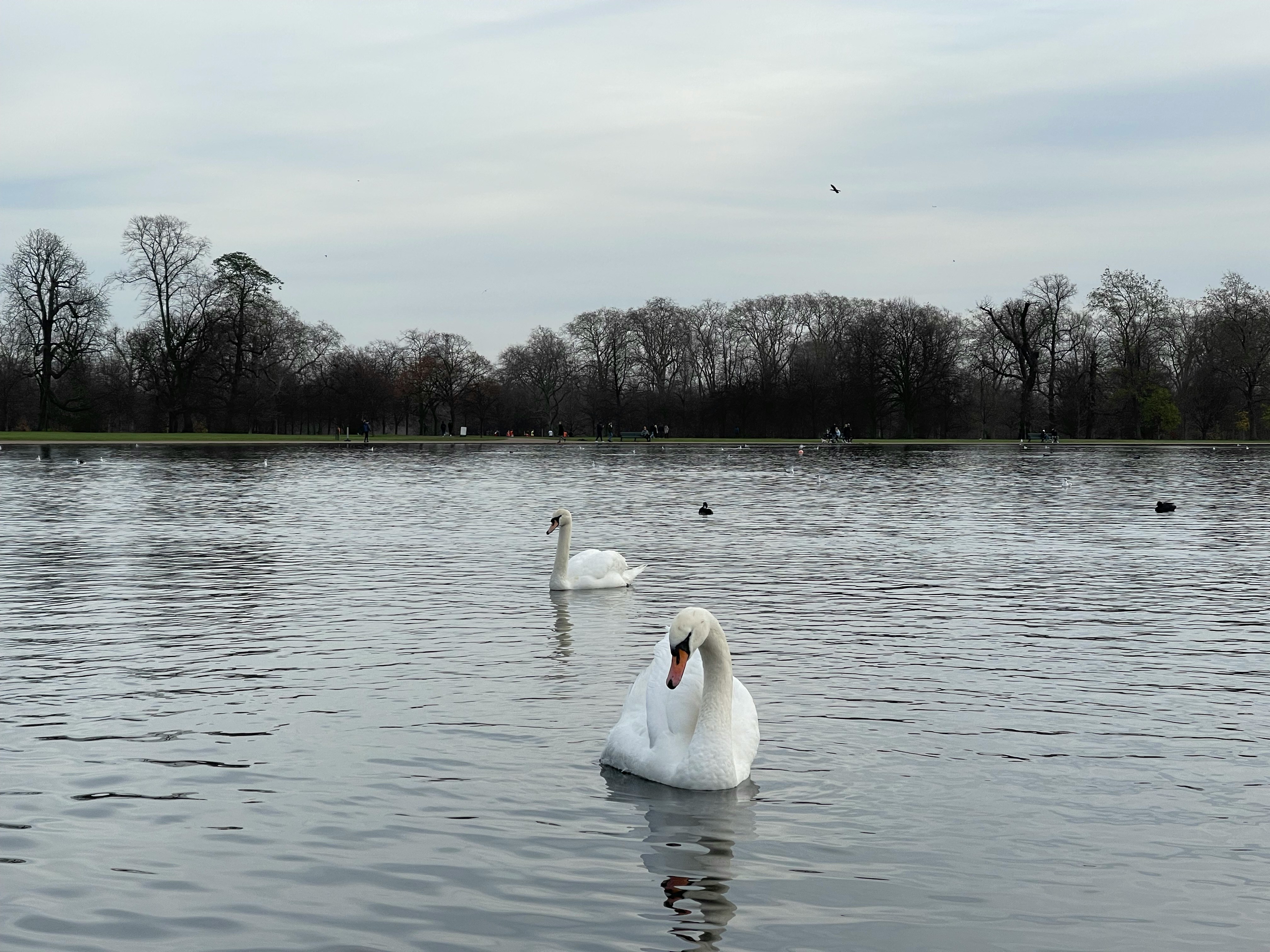 Kensington Garden swans