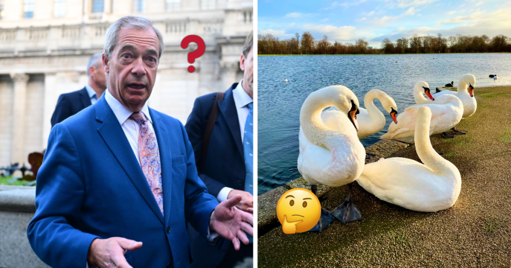 Nigel Farage swan