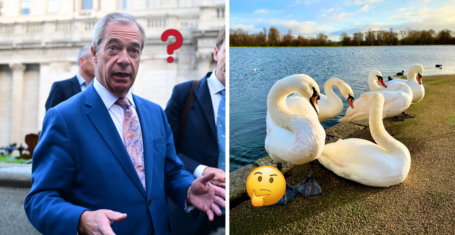 Nigel Farage swan