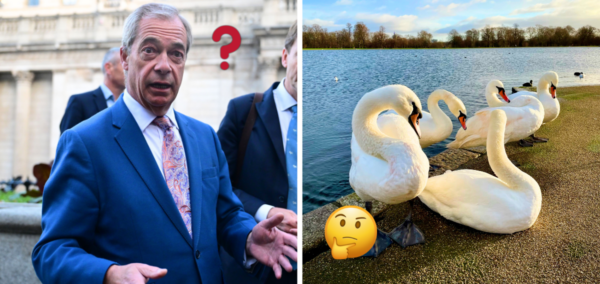 Nigel Farage swan