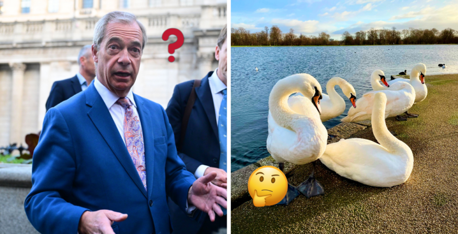 Nigel Farage swan