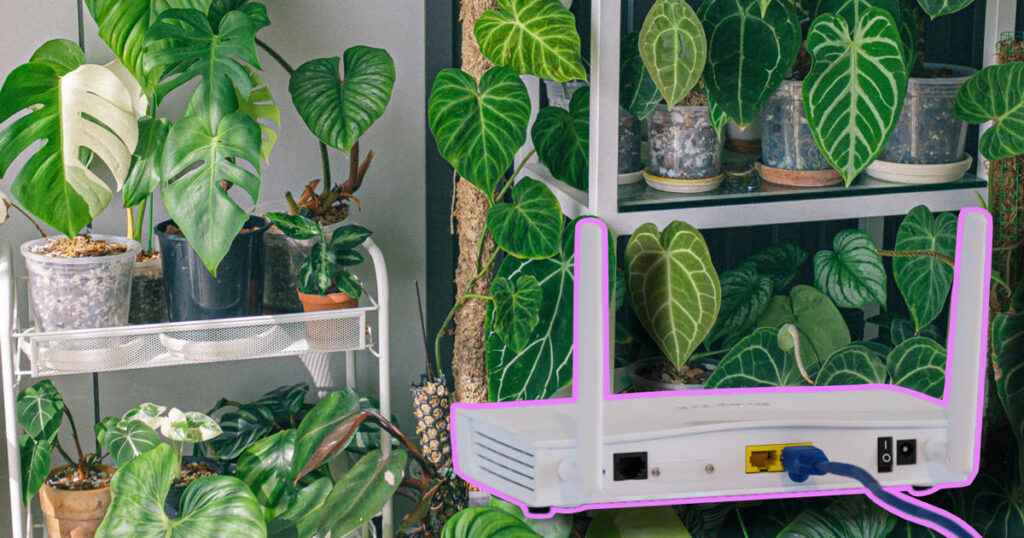 houseplants Wifi