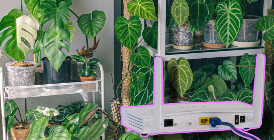 houseplants Wifi