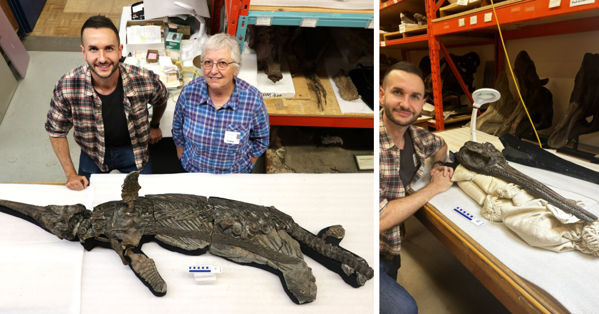 University of Manchester scientists name rare ‘sword dragon’ 24 years after it was found