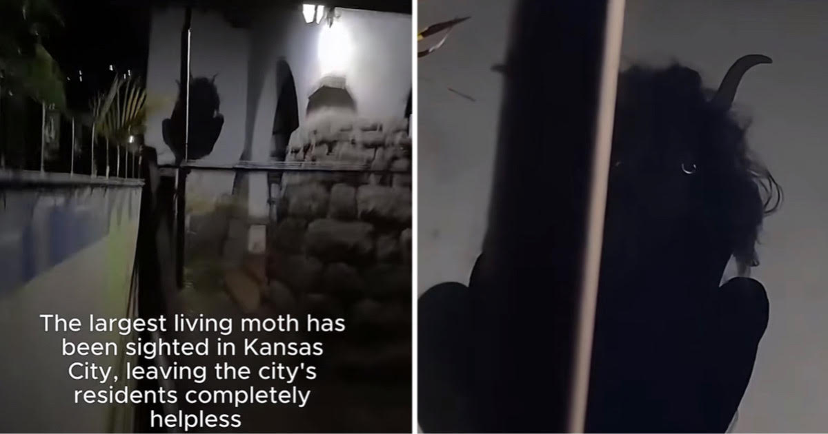 I can't look at it, so what is actually going on with the giant Kansas City moth on TikTok!?
