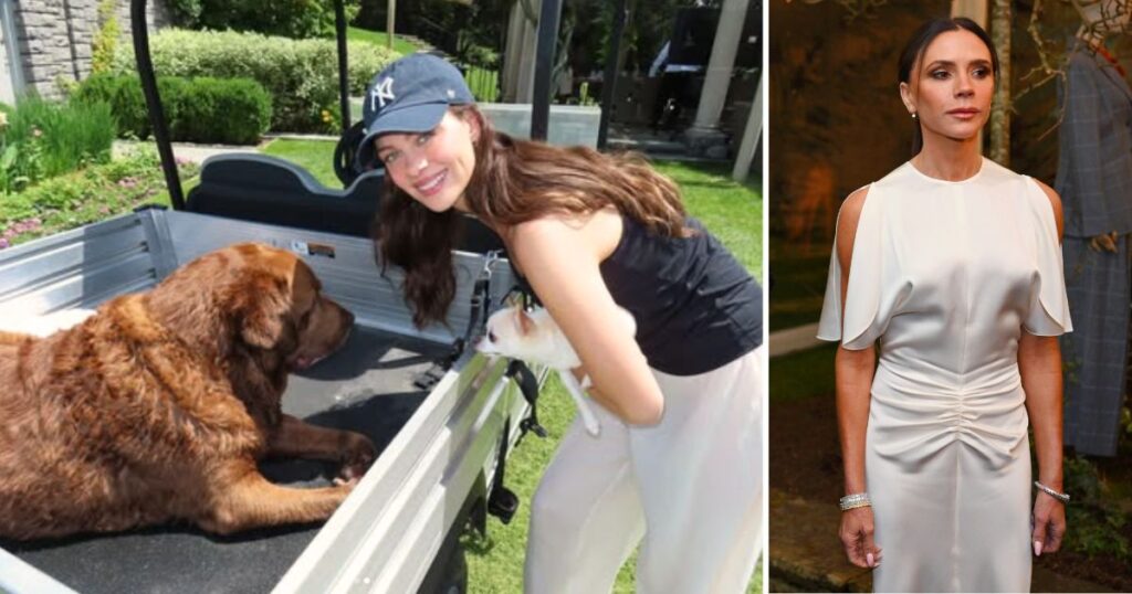 nicola peltz victoria beckham dogs