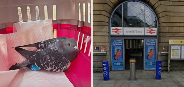 manchester bird shooting