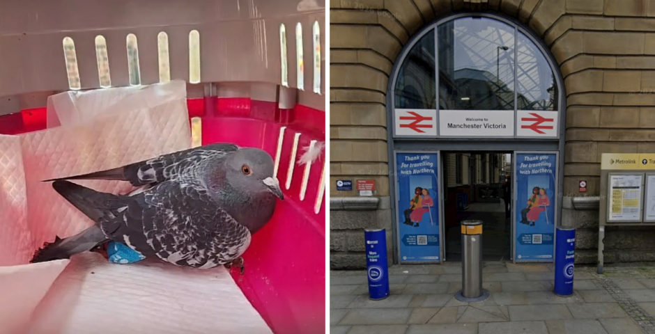 manchester bird shooting