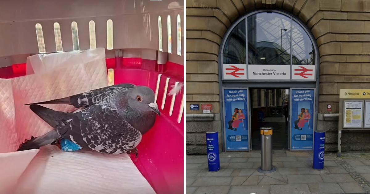 Northern Rail issues apology after organising shooting of wild birds at Manchester station