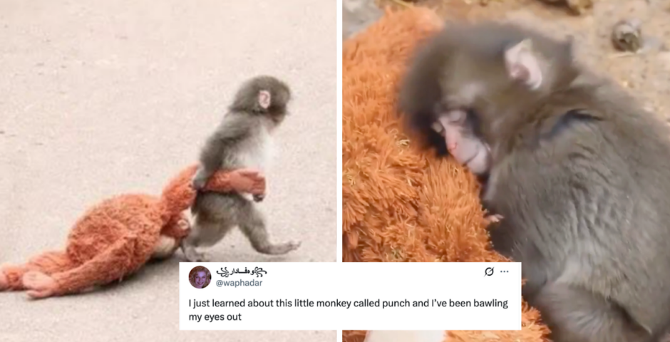 Monkey