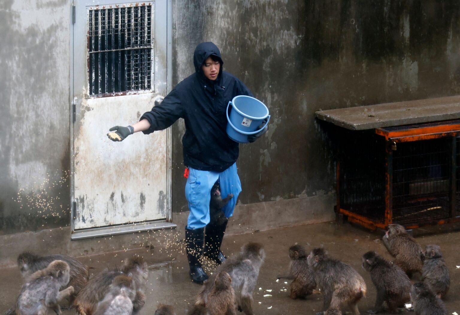 Japan zoo issues statement on Punch the monkey's journey