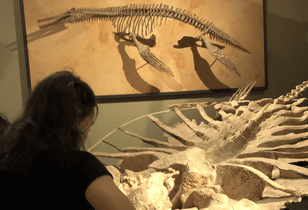 degree subjects salaries a museum with dinosaurs