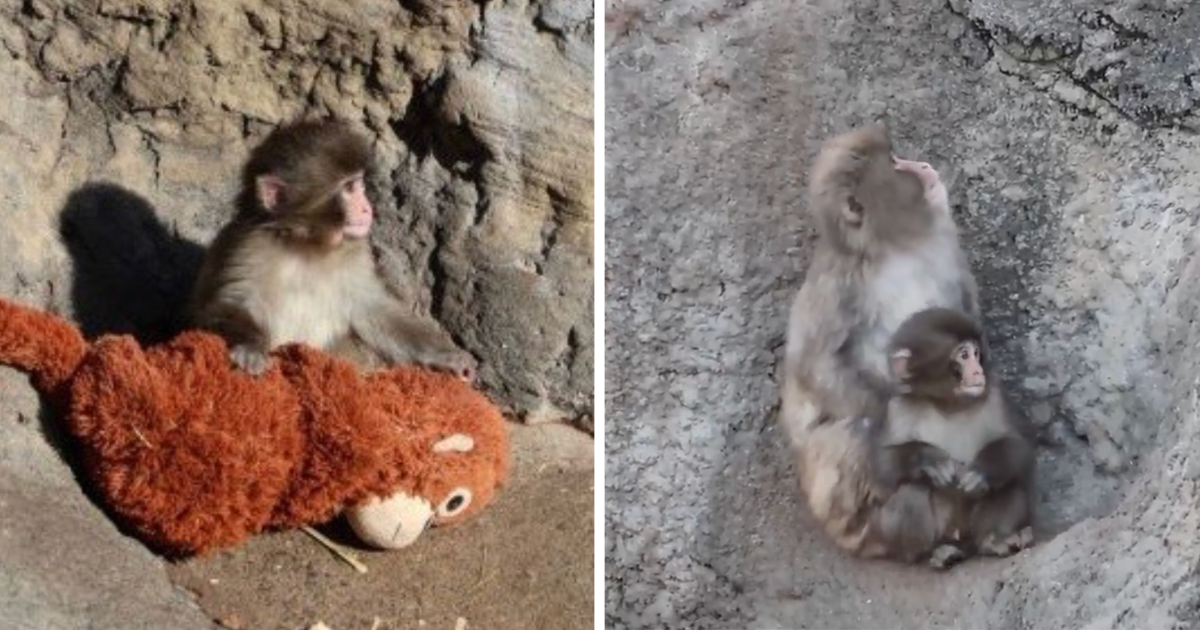 Japanese zoo releases new statement regarding Punch the monkey’s safety, and I’m not ok