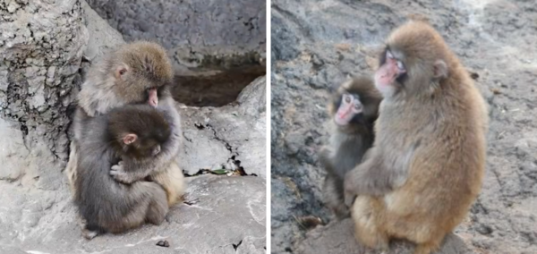 zoo Punch the monkey separate troops