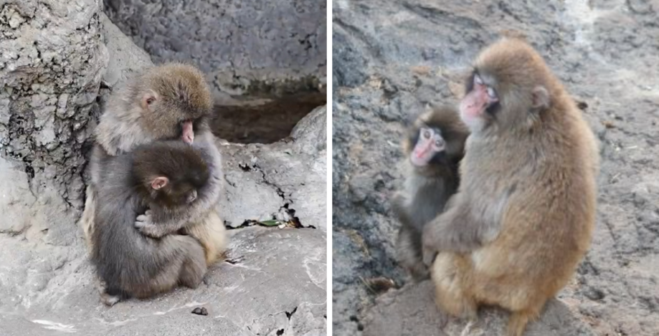 zoo Punch the monkey separate troops