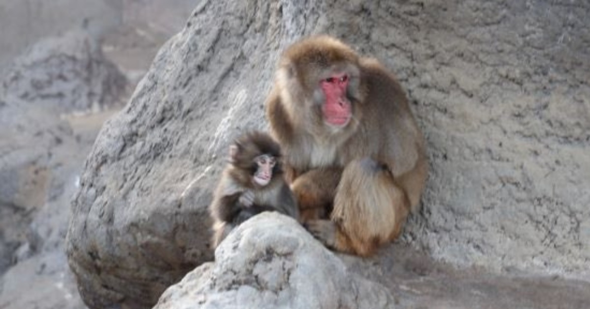 Update on Punch the monkey as he has to see vet after concern