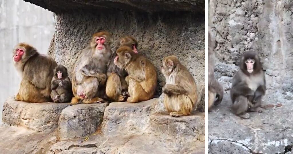 punch the monkey and a load of other monkeys who maybe showed aggression in the zoo