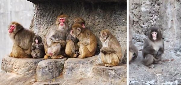 punch the monkey and a load of other monkeys who maybe showed aggression in the zoo