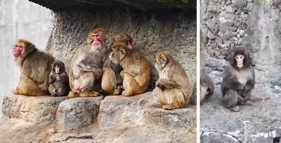 punch the monkey and a load of other monkeys who maybe showed aggression in the zoo