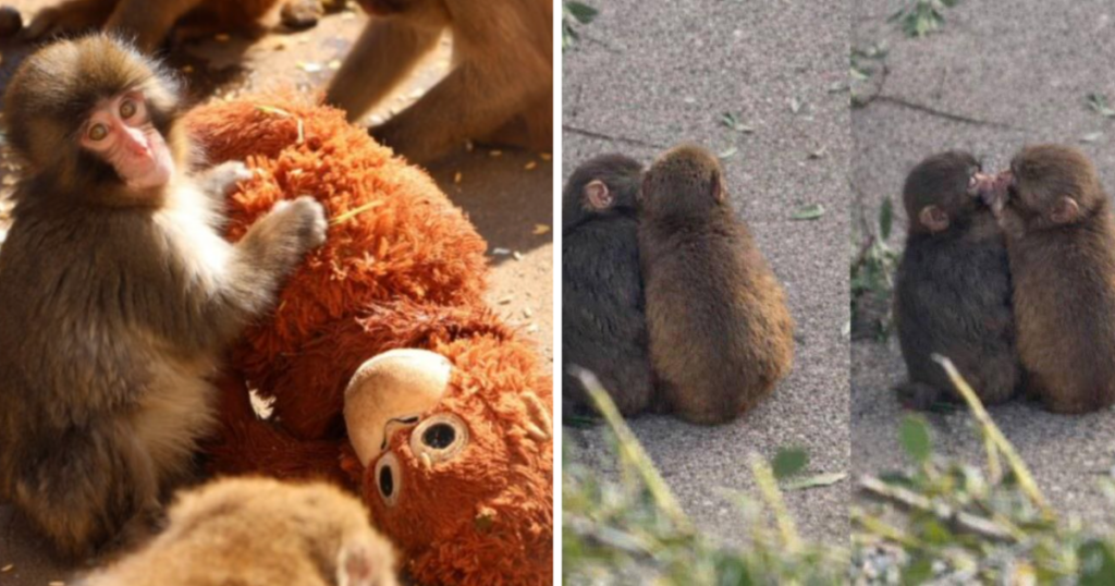 Punch the viral monkey has a girlfriend