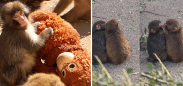 Punch the viral monkey has a girlfriend