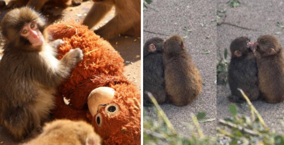 Punch the viral monkey has a girlfriend