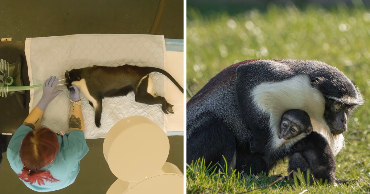 Endangered monkey gives birth after Uni of Liverpool vet team performed pioneering surgery